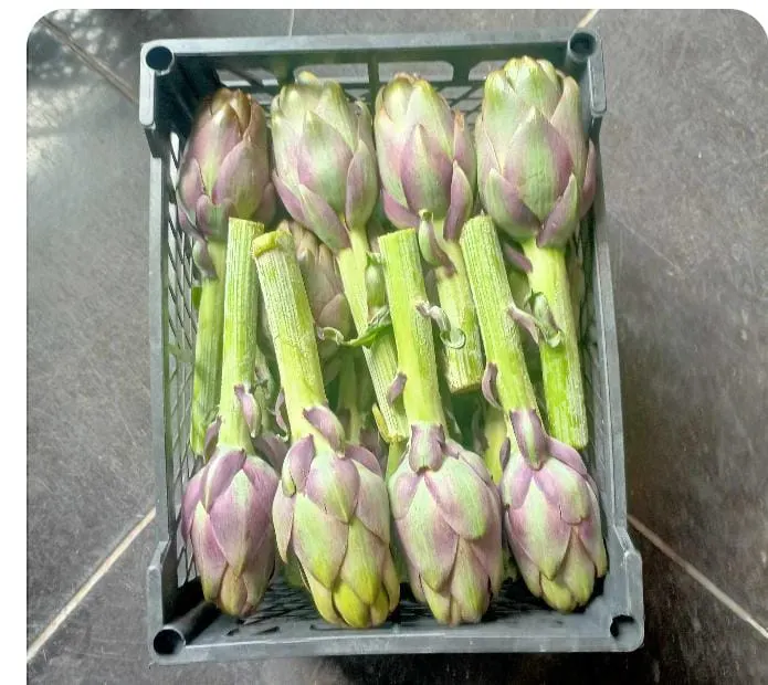 Fresh Artichokes 2