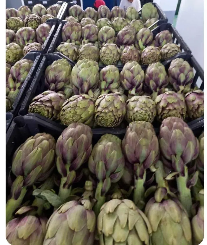 Fresh Artichokes 1
