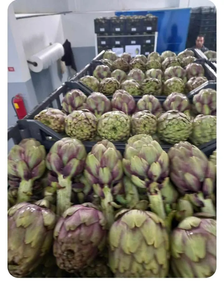 Fresh Artichokes 3