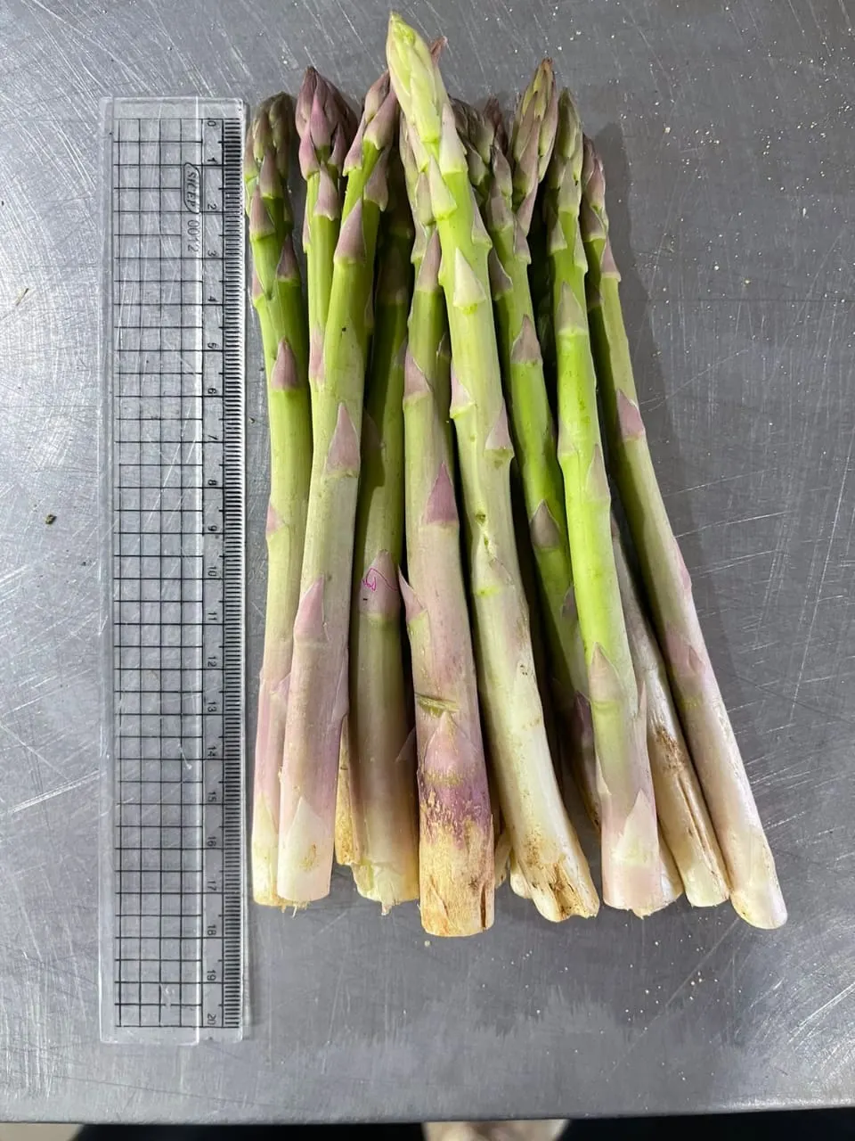 Asparagus with ruler showing size