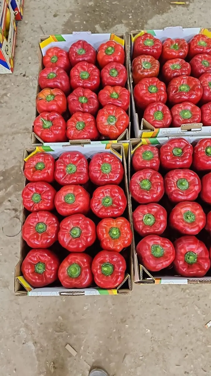 Fresh red bell peppers in export boxes