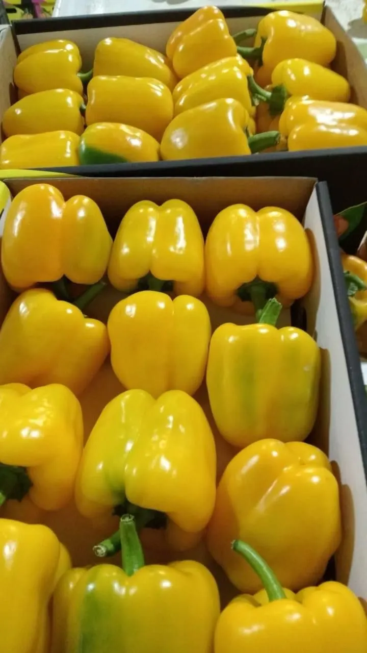 Fresh yellow bell peppers packed for export