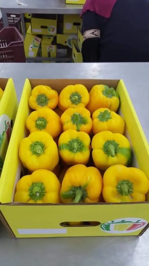 Quality yellow bell peppers in branded packaging