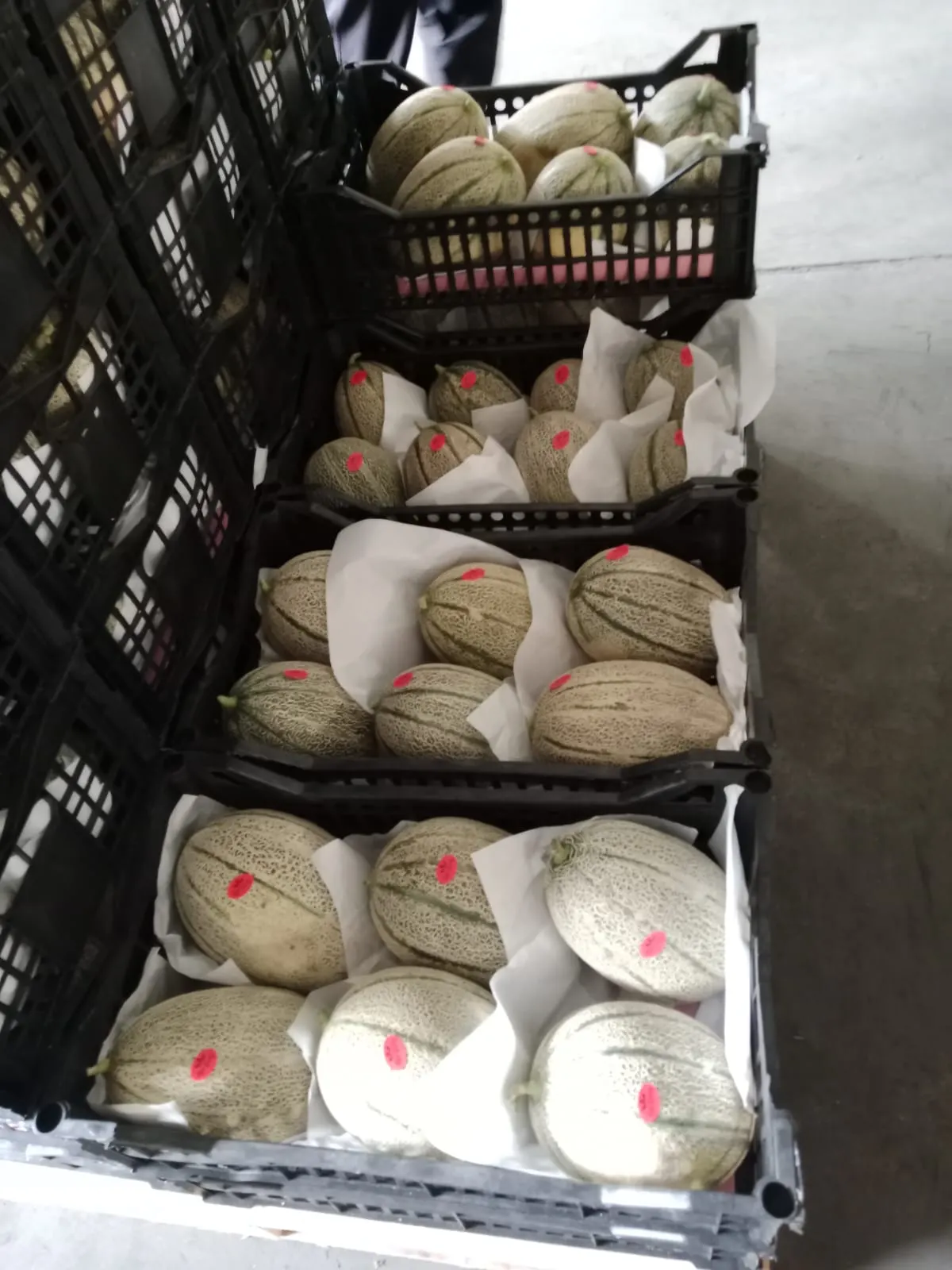 Cantaloupes packed in export crates