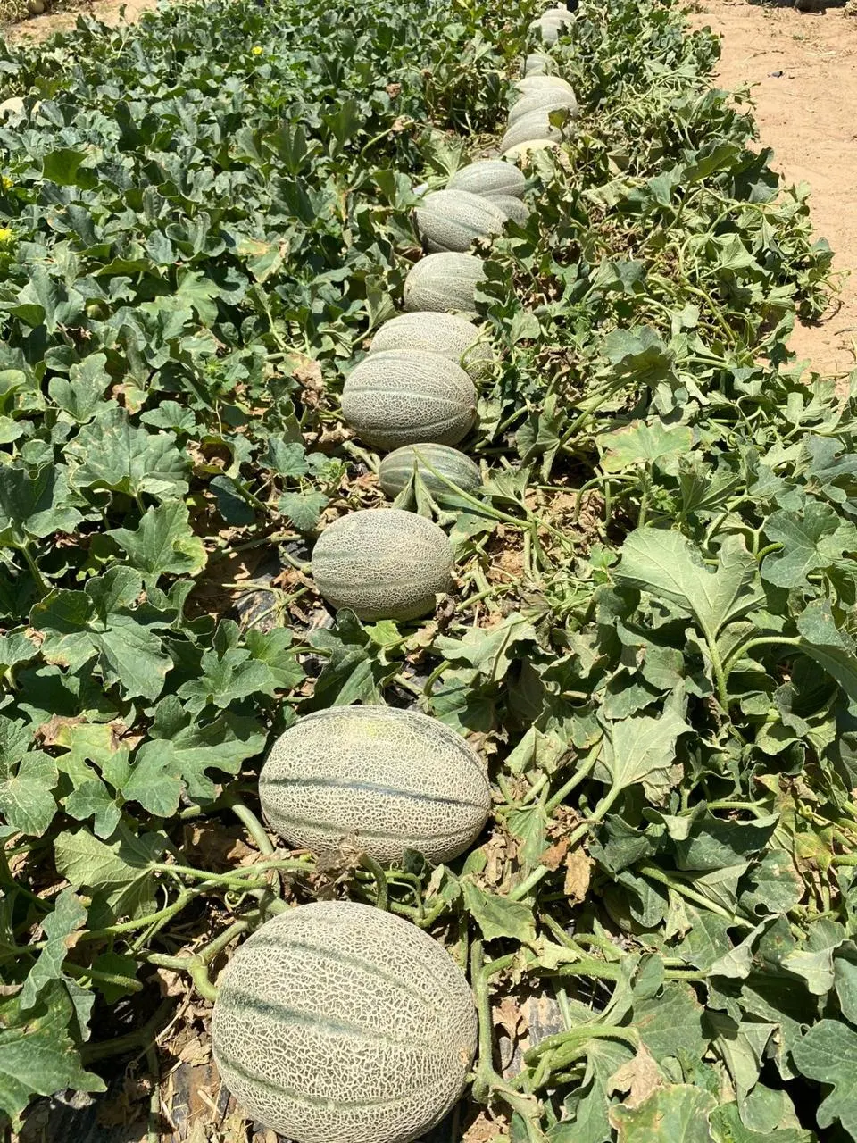Cantaloupes growing in field rows