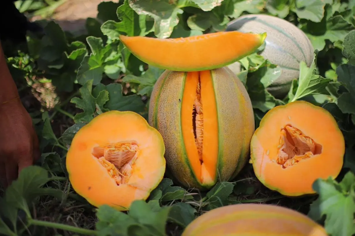 Fresh cantaloupe slice showing sweet orange flesh