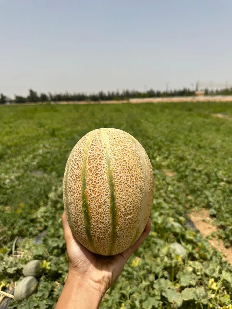 Premium cantaloupe held in field