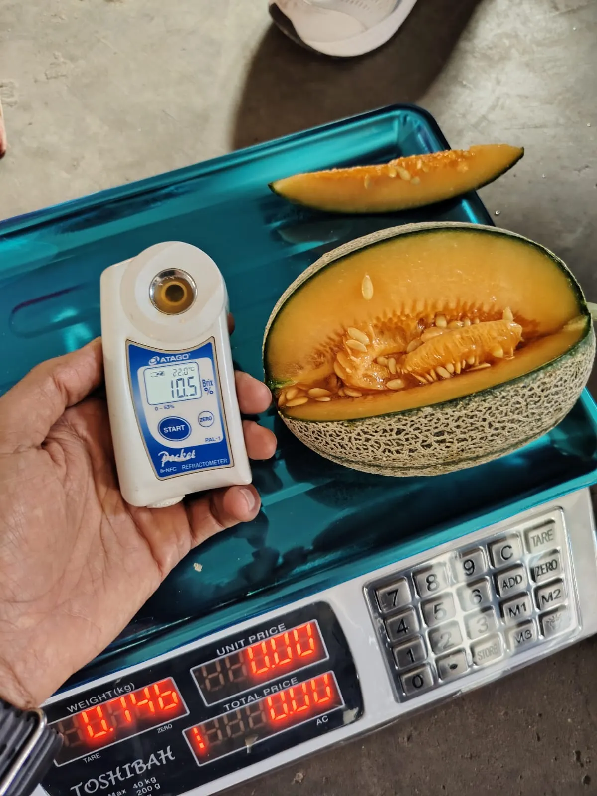 Quality testing cantaloupe with brix meter