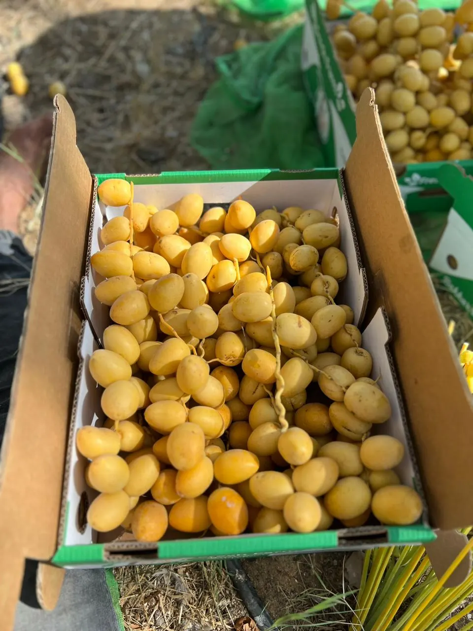 Barhi dates packed in box