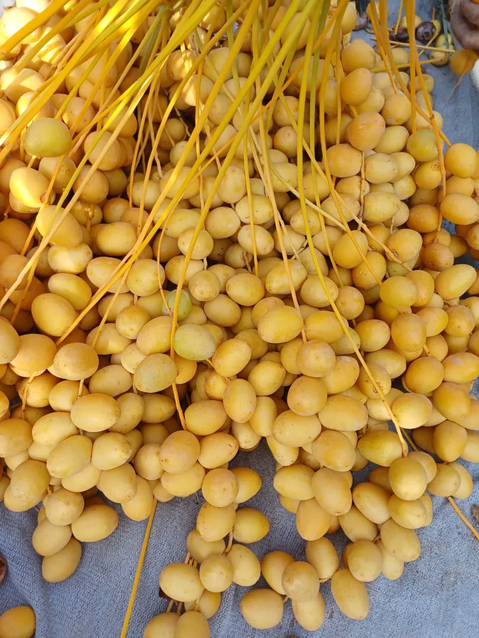 Fresh Barhi dates in bulk