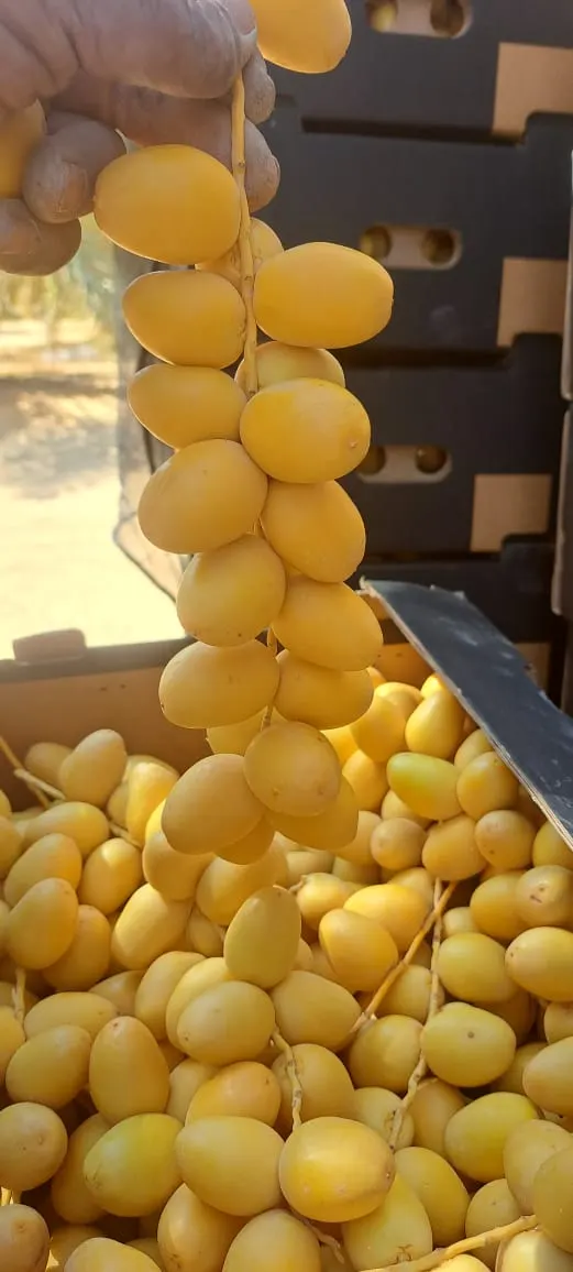 Premium Barhi dates quality check