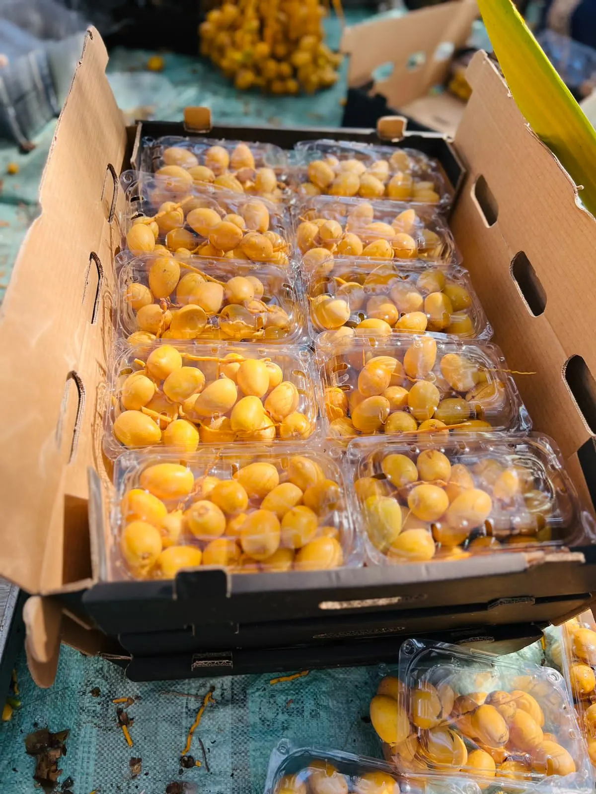 Packaged Barhi dates ready for export