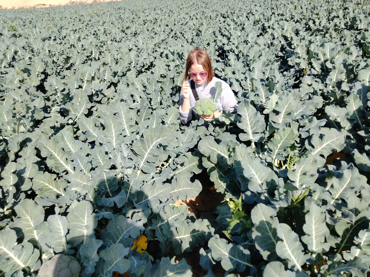Fresh Broccoli Field