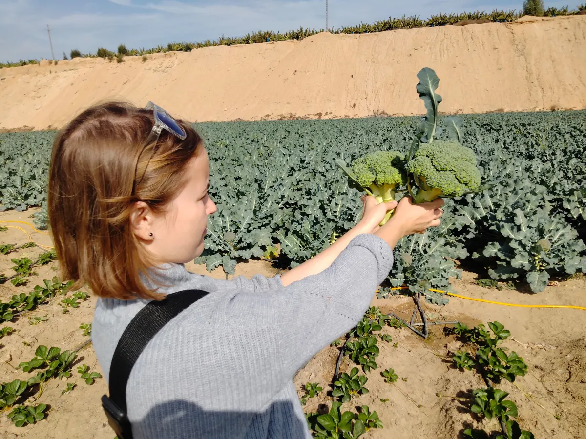 Broccoli Quality Inspection
