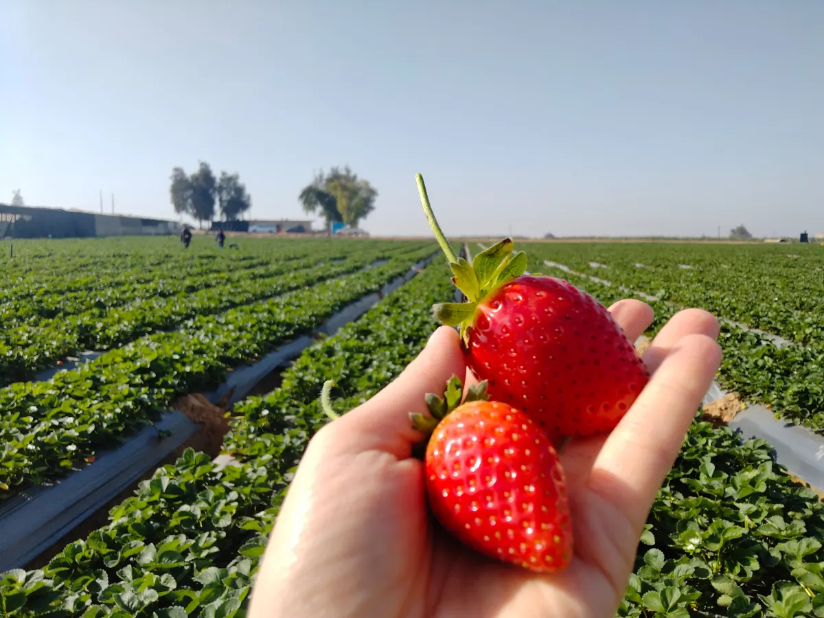 Fresh strawberries in hand at field