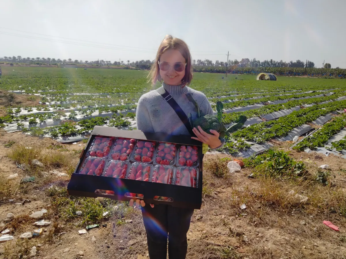 Specialist with strawberry and broccoli harvest in field