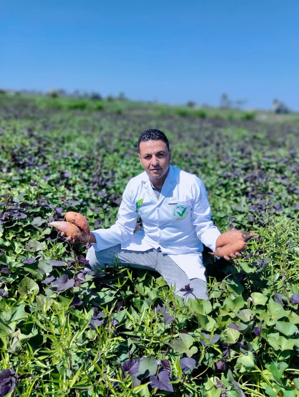 Sweet potato harvest quality inspection