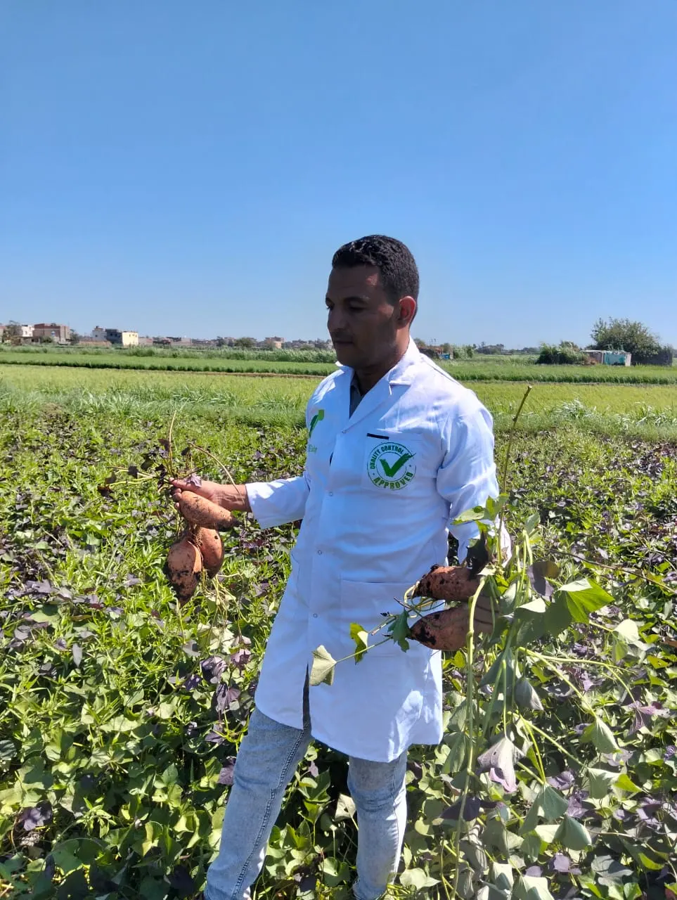 Quality inspection of sweet potato crop