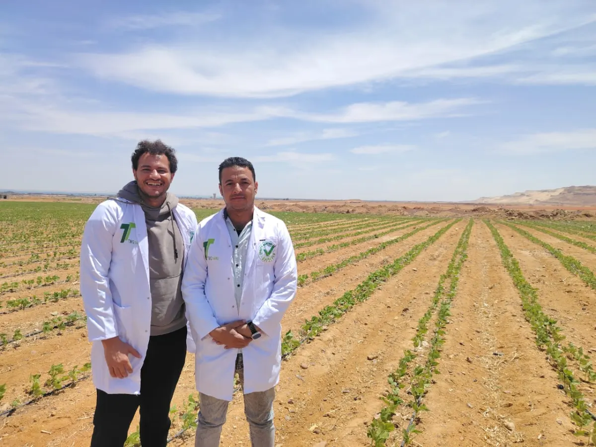Agricultural team in greenhouse monitoring pepper crop growth