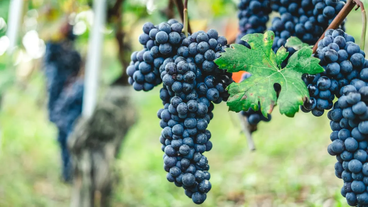 Premium Grapes 4