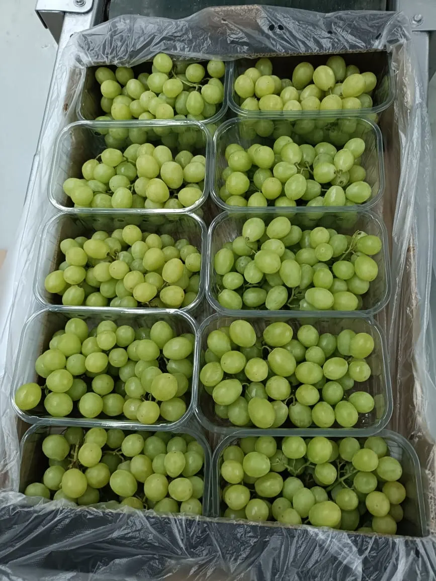 Premium Grapes 9