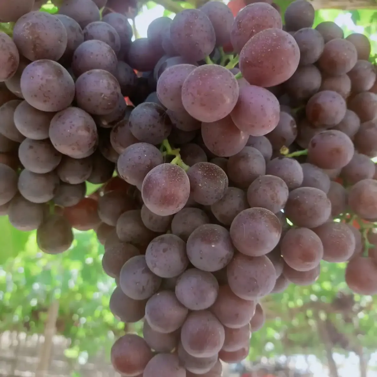Premium Grapes 3