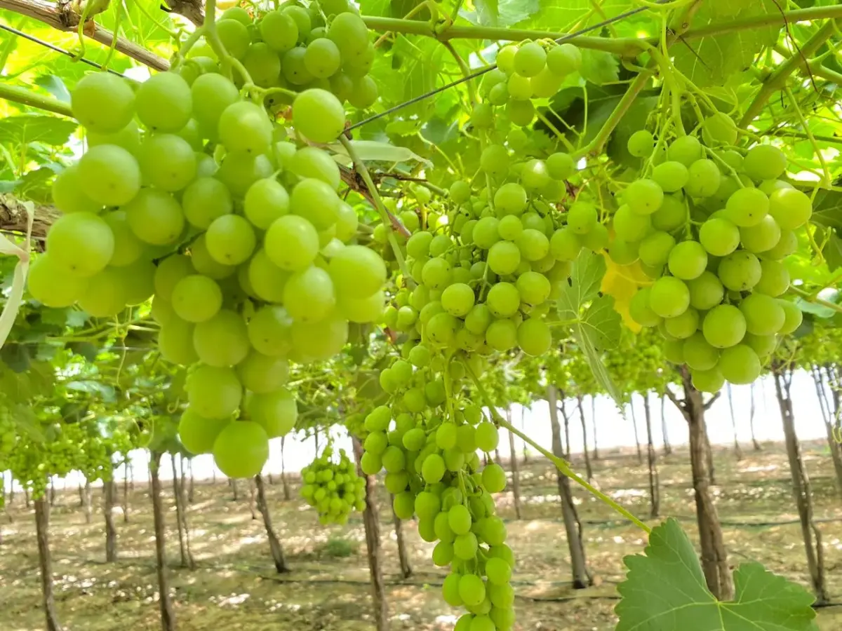 Premium Grapes 5