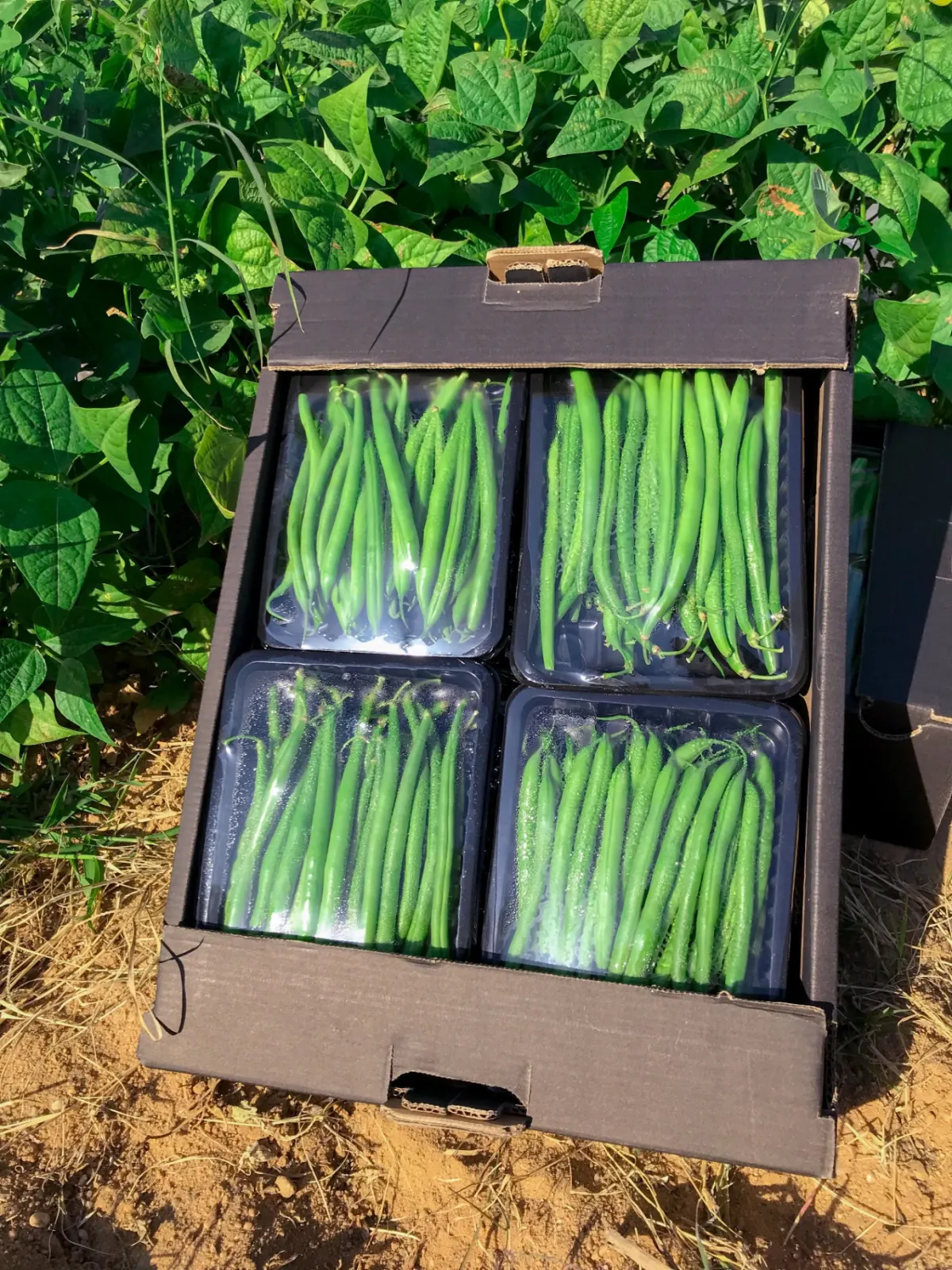 Green Beans 3