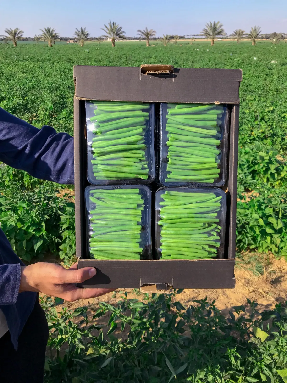Green Beans 4