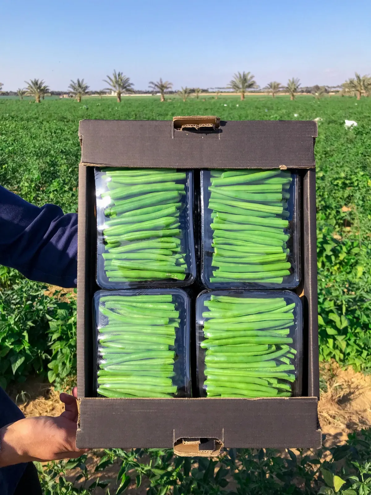Green Beans