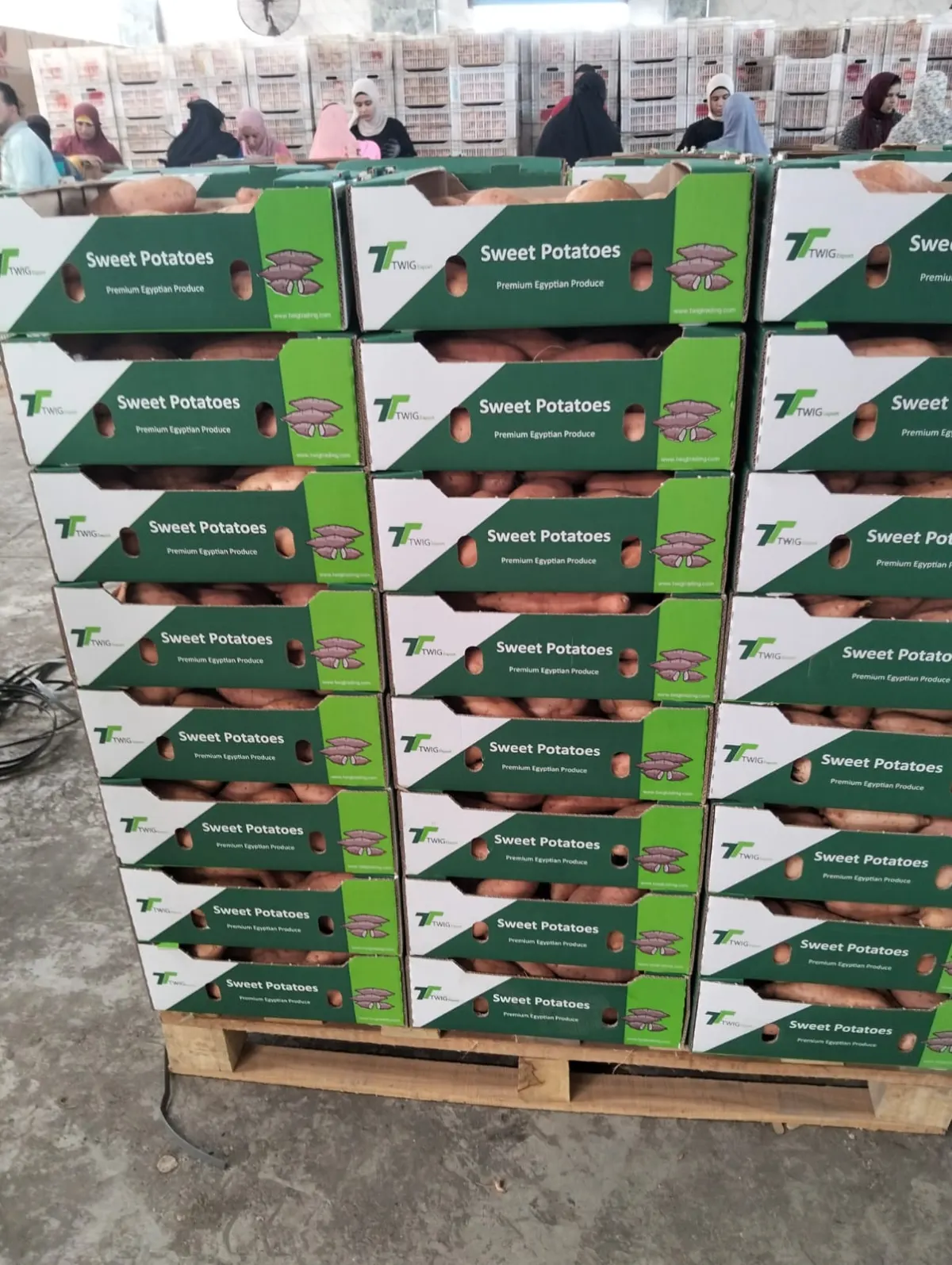 Sweet Potatoes 3