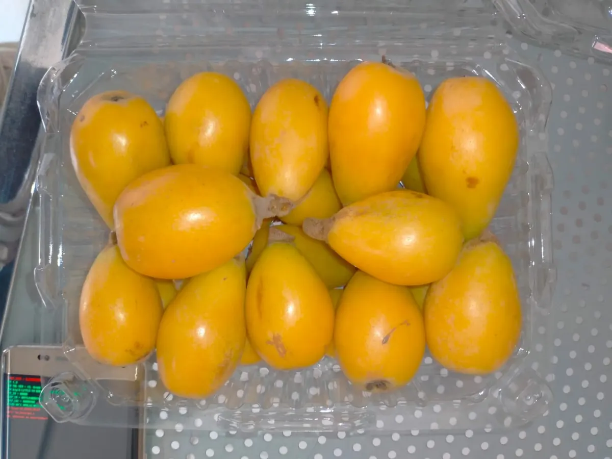 Closeup of kumquats in container