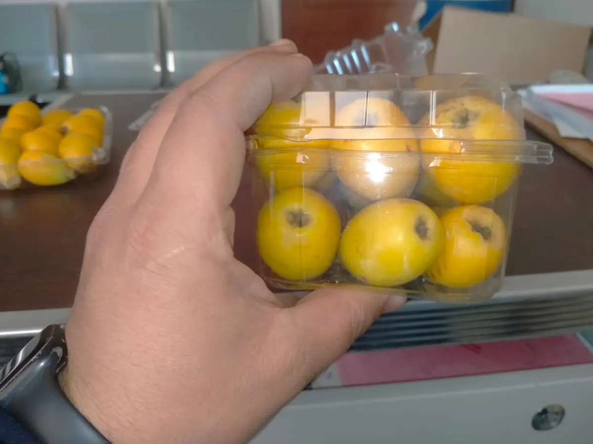 Hand holding container of fresh kumquats