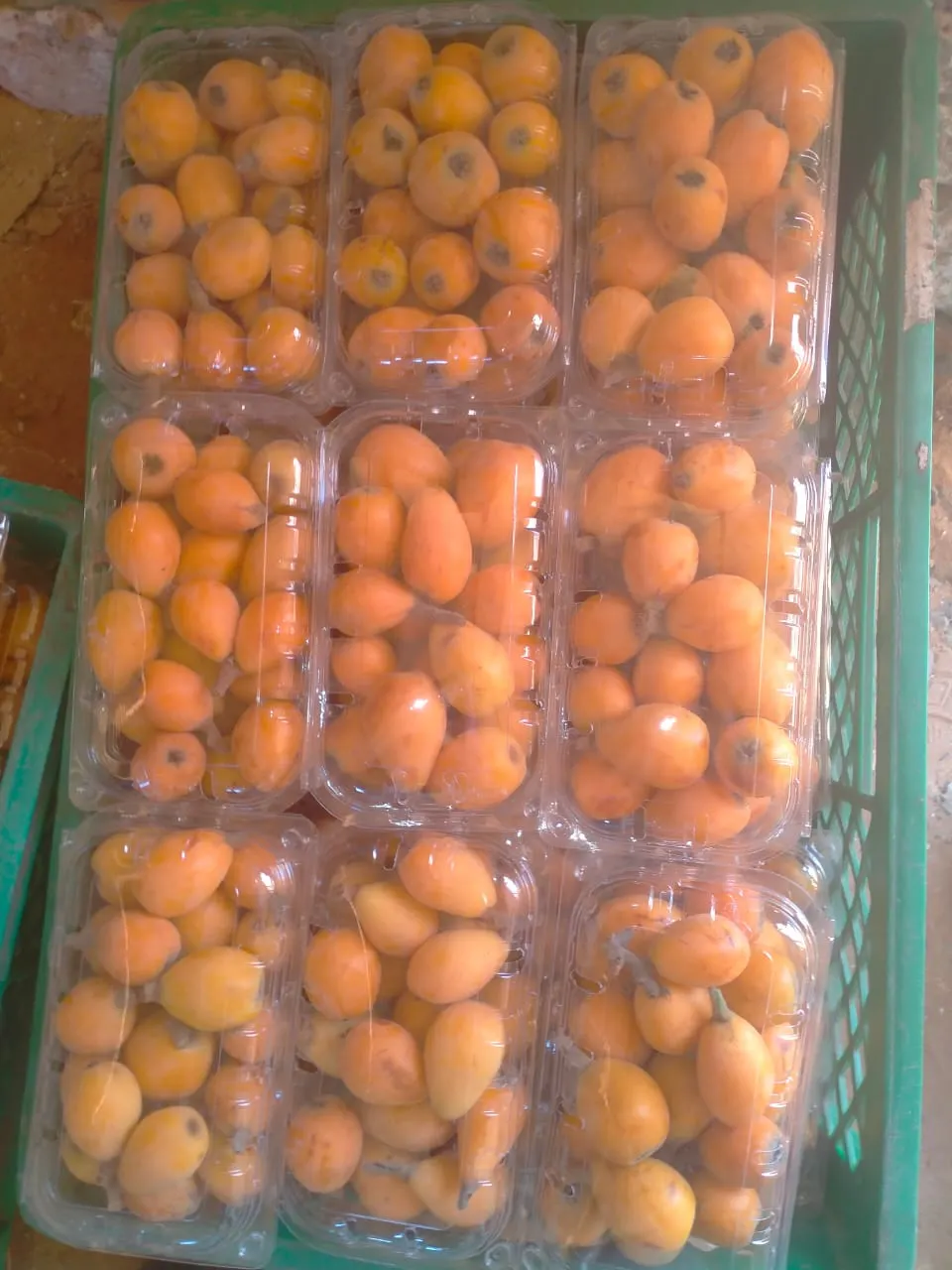 Multiple trays of premium kumquats