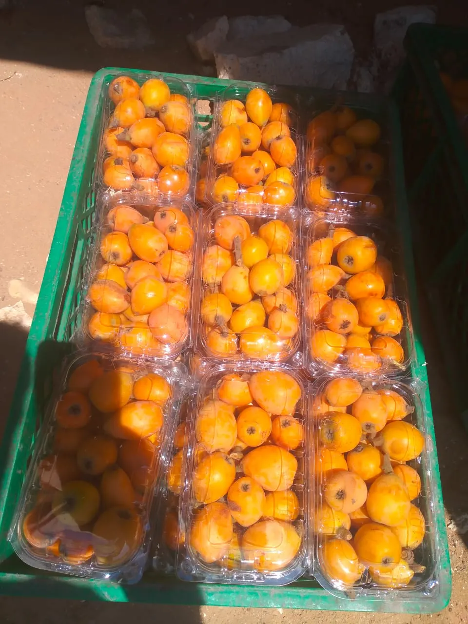 Packaged kumquat trays ready for export