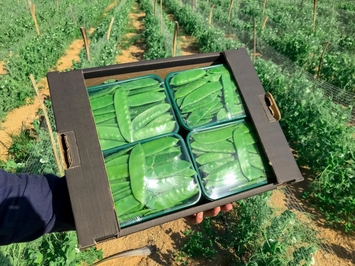 Mangetout & Peas 3