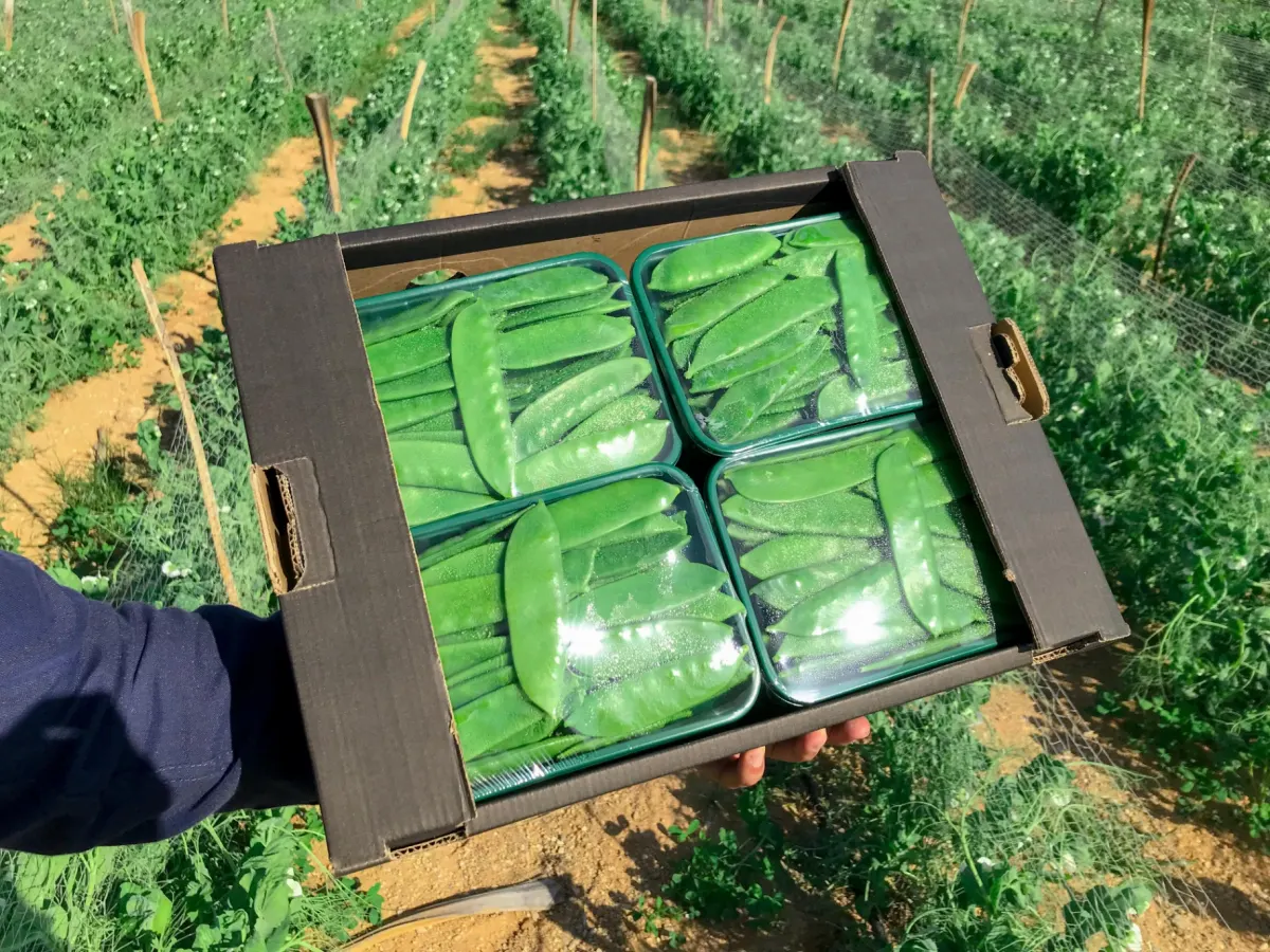 Mangetout & Peas 4