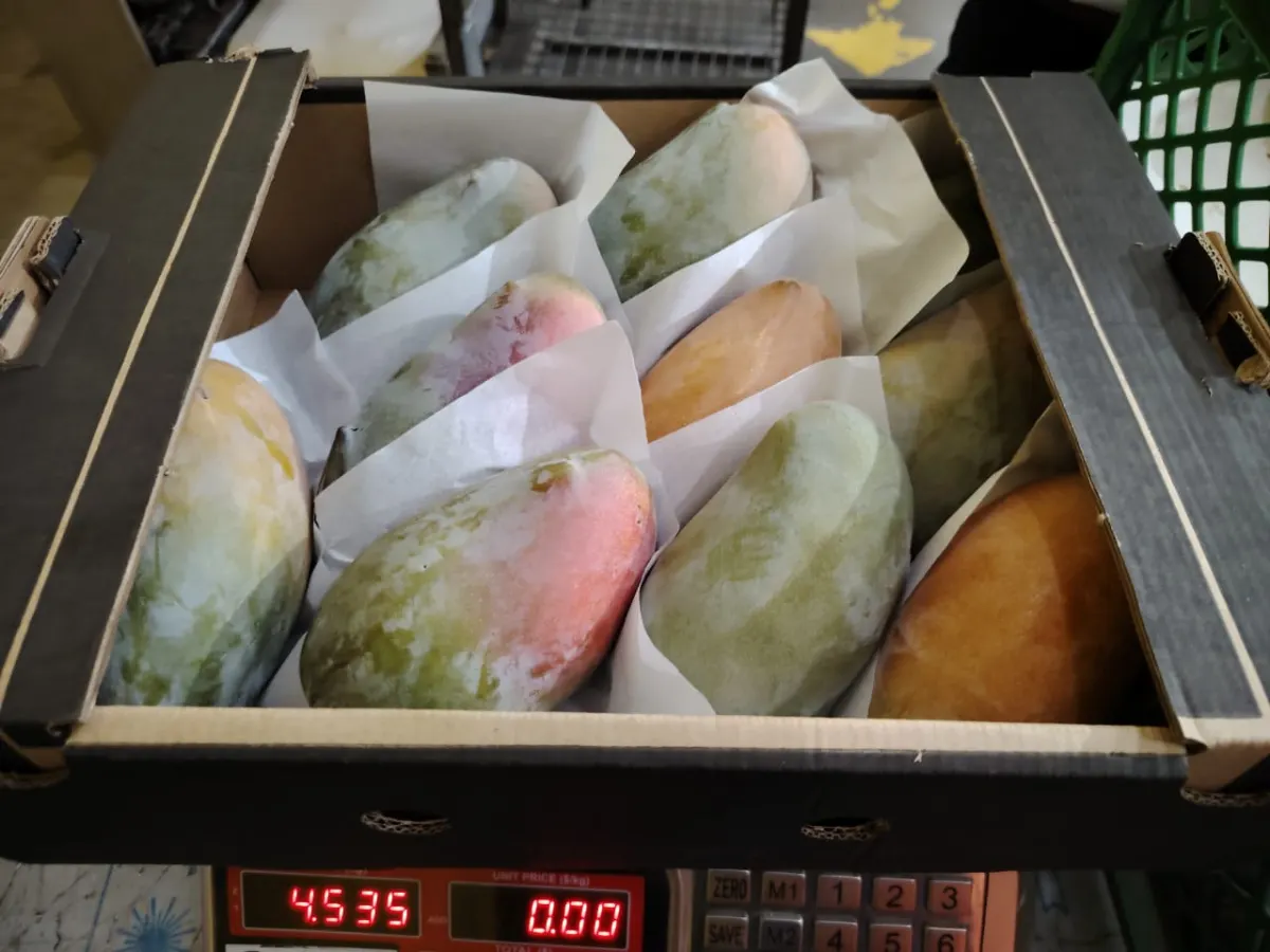 Premium Mangoes 1