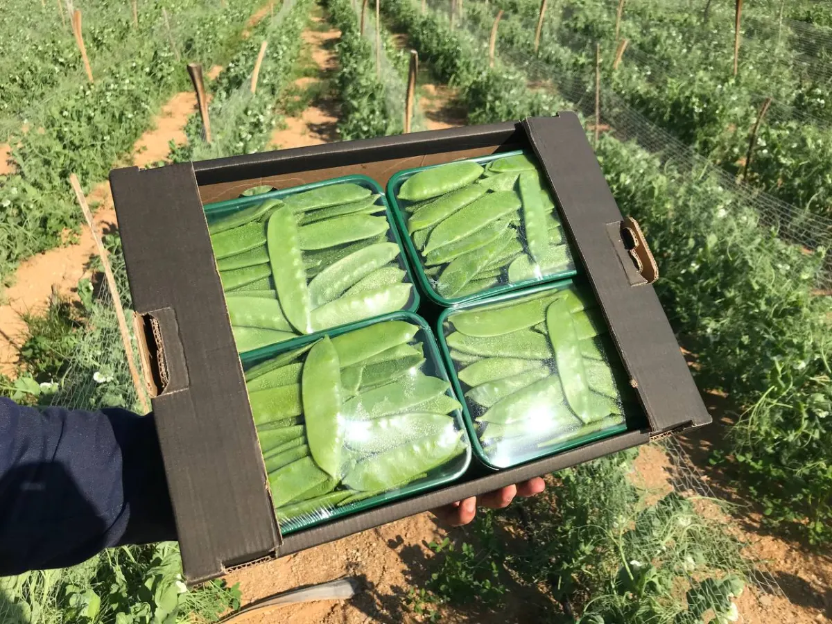Mangetout & Peas 2