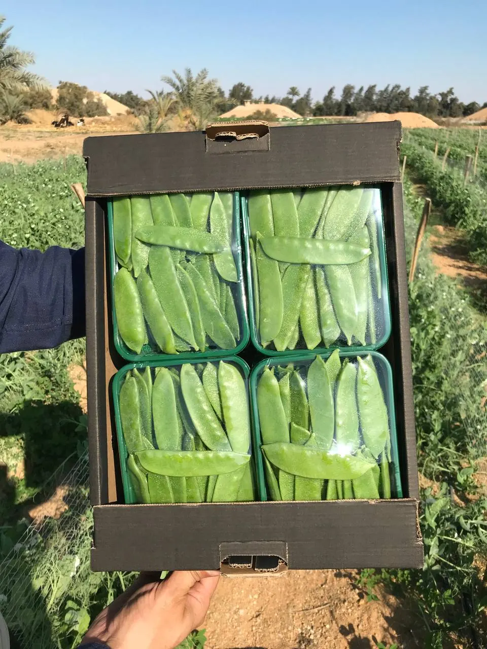 Mangetout & Peas 1