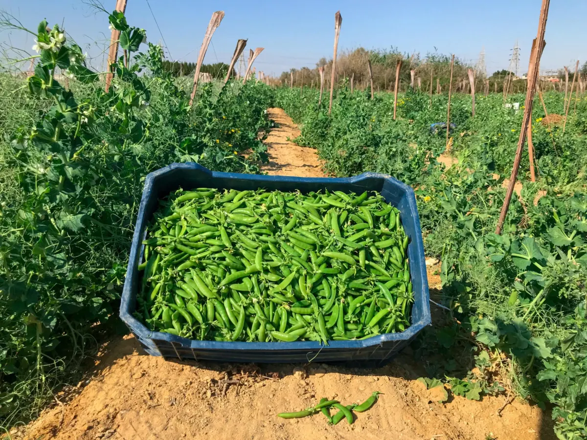Mangetout & Peas 5