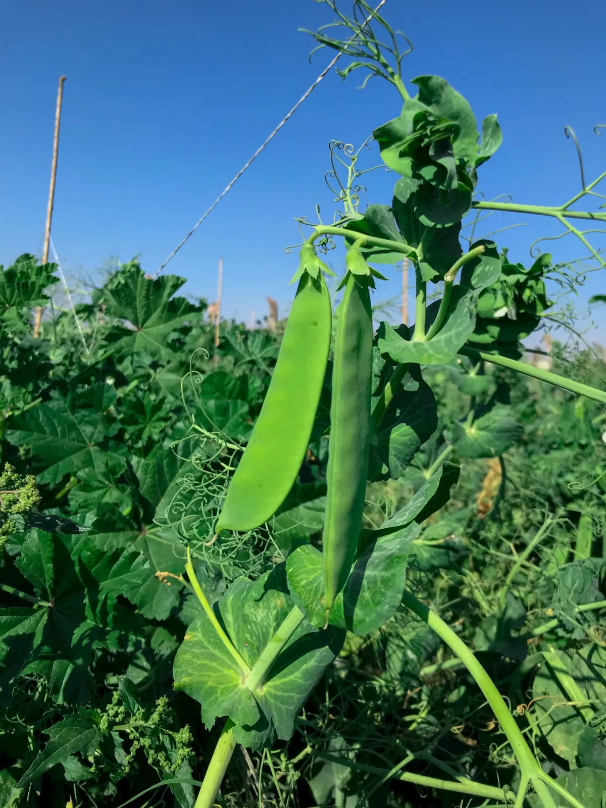 Mangetout & Peas 6