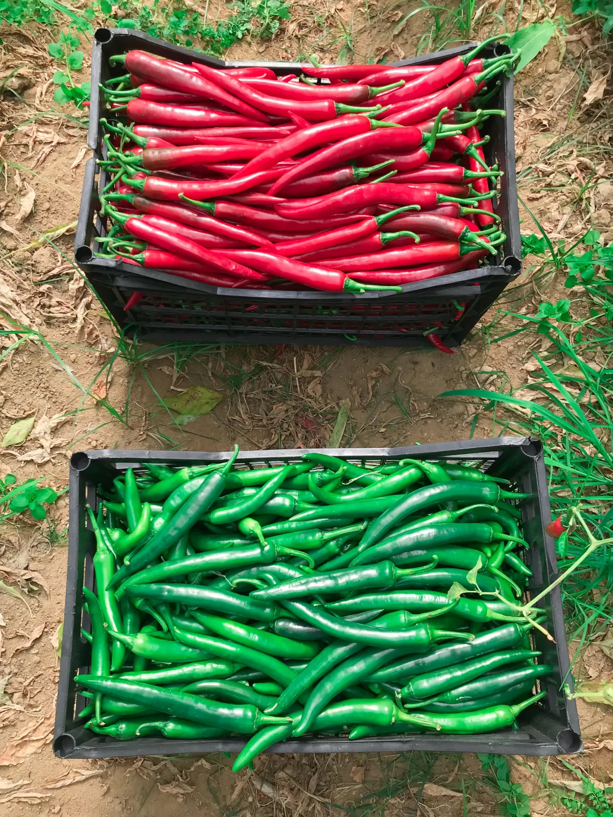 Hot peppers in boxes at field