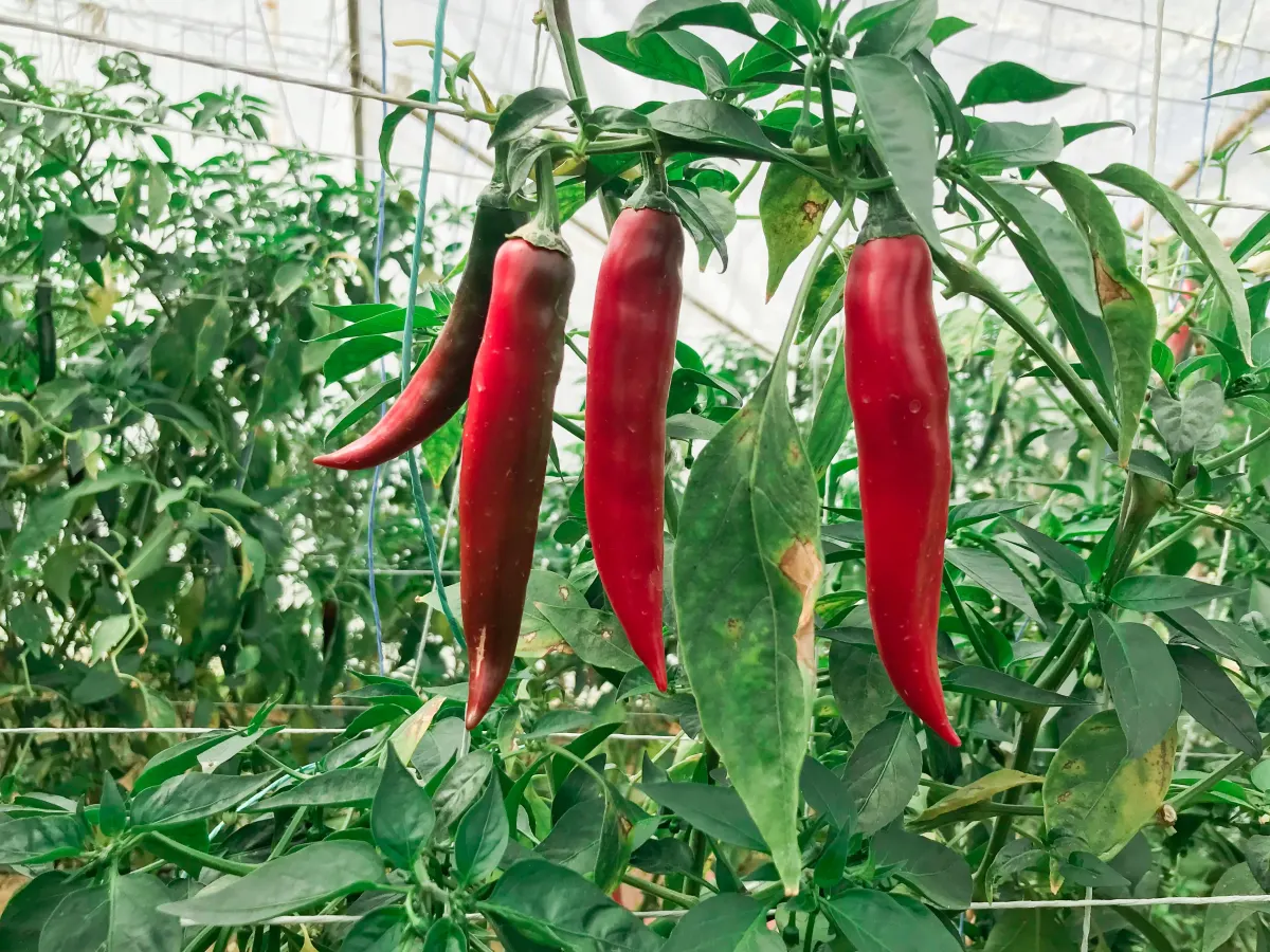 Hot peppers growing in greenhouse