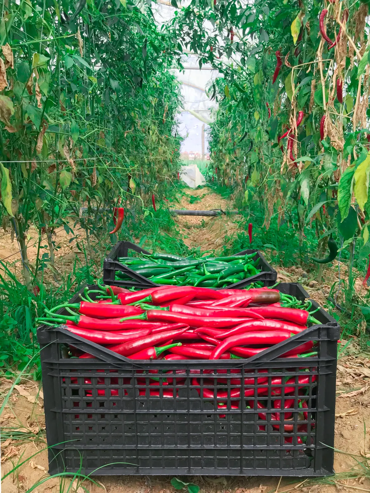 Hot peppers harvest in field