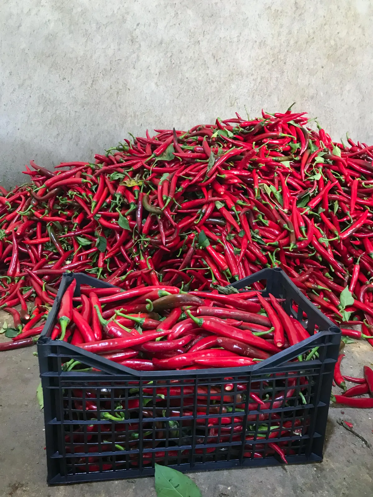 Bulk hot peppers display