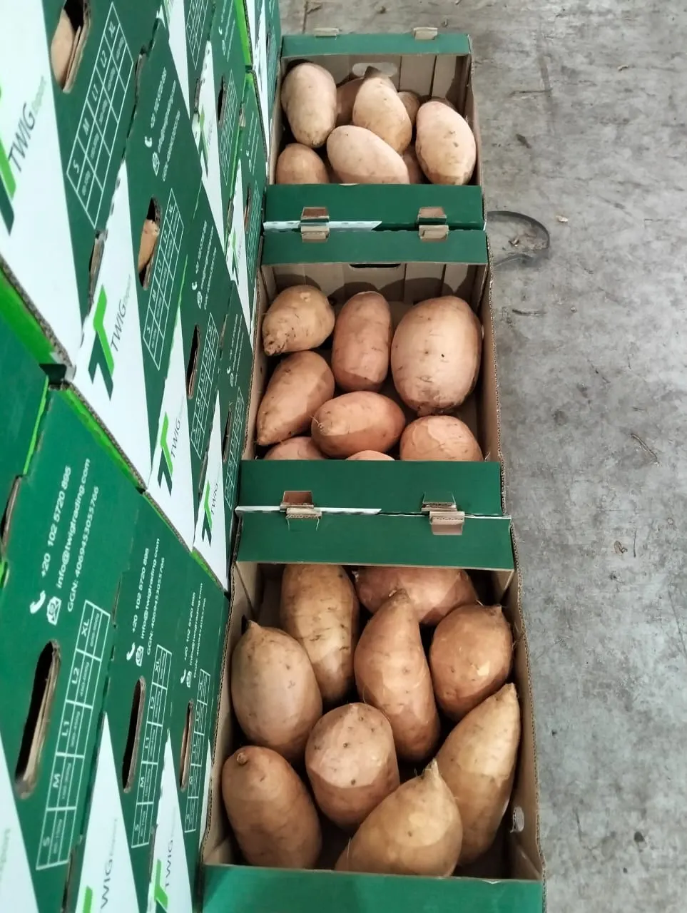 Sweet Potatoes 4