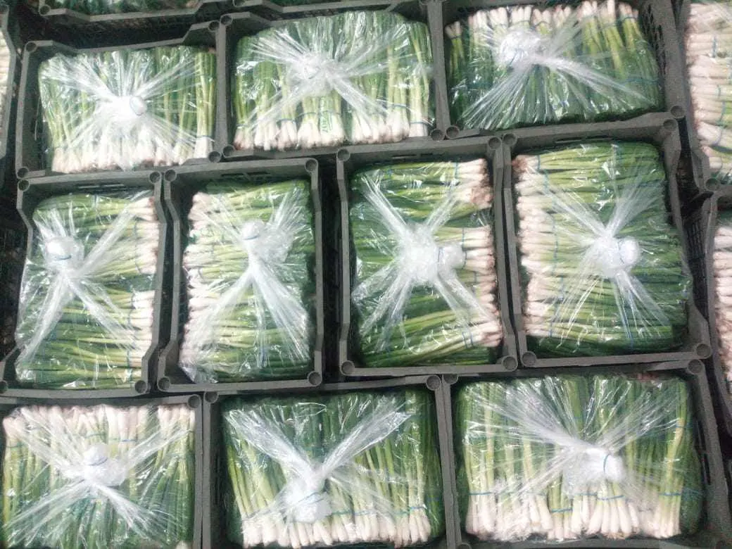 Spring Onions in Boxes