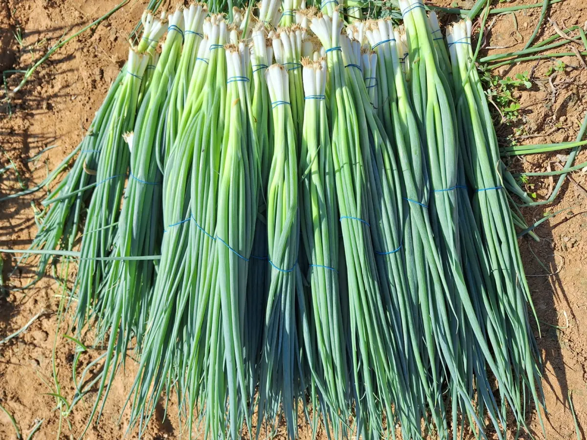 Spring Onions Bundle