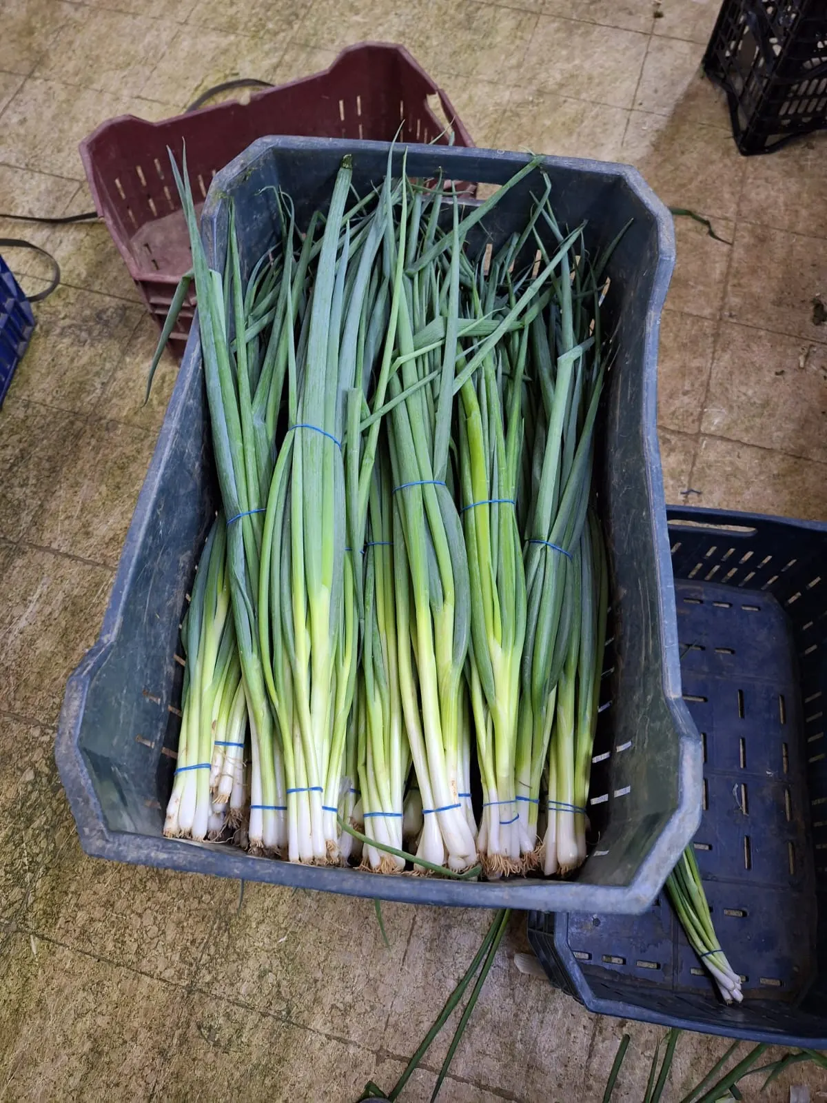 Spring Onions in Crate